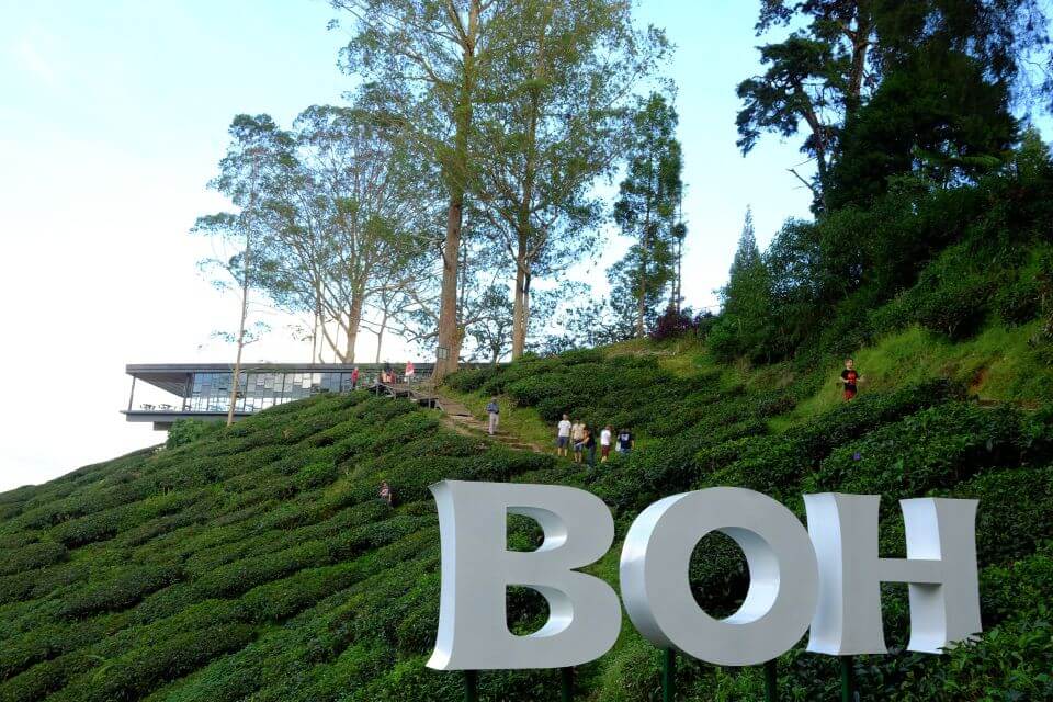 Ladang Teh tempat menarik di cameron highlands