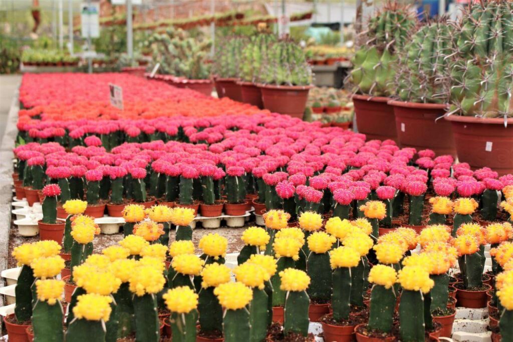 tempat menarik di cameron highland