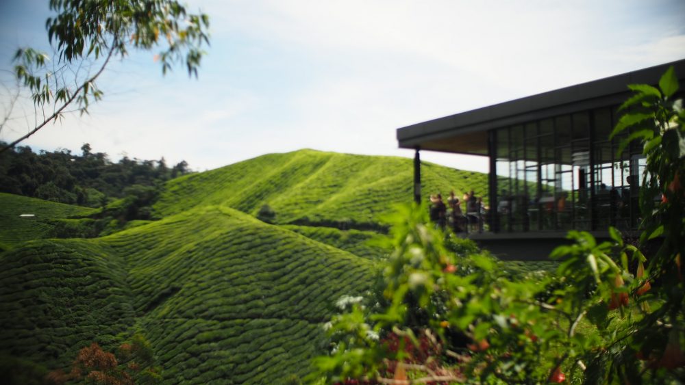 tempat menarik di cameron highland