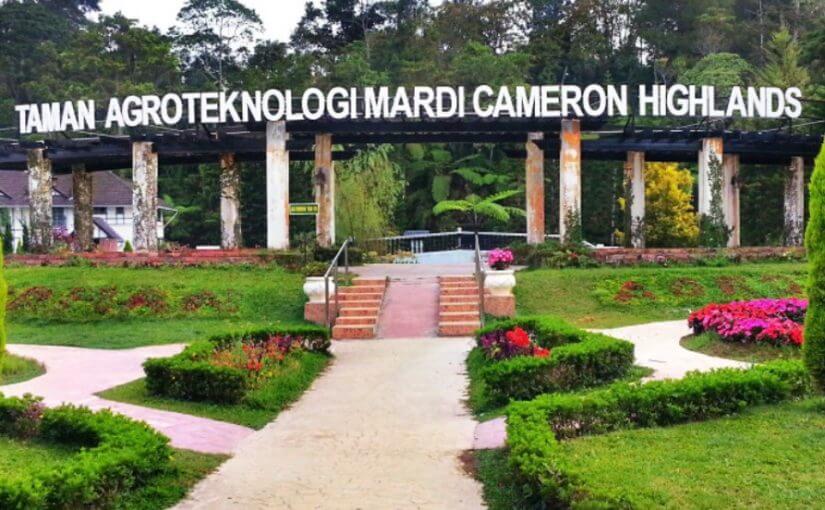 tempat menarik di cameron highland