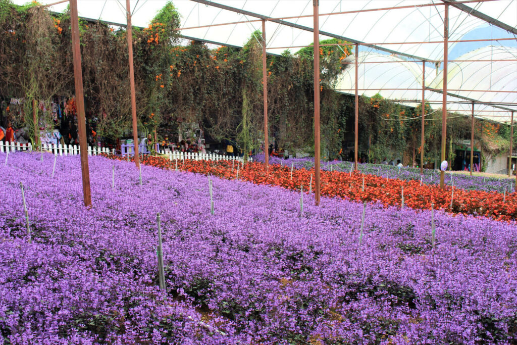 tempat menarik di cameron highland